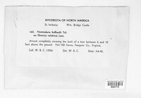 Nummularia bulliardi image